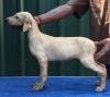 DogsIndia.com - Caravan Hound - Tazi Kennels