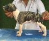 DogsIndia.com - Caravan Hound - Tazi Kennels
