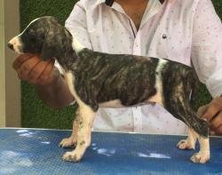 DogsIndia.com - Caravan Hound - Tazi Kennels