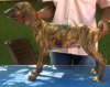 DogsIndia.com - Caravan Hound - Tazi Kennels