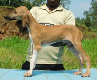 DogsIndia.com - Caravan Hound - Tejas Kamalkar - Resolute Kennel