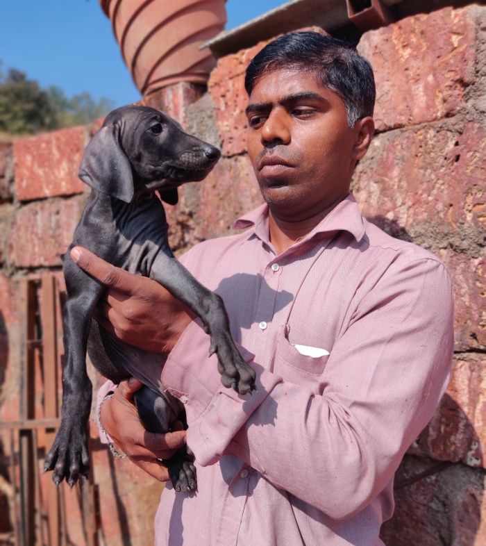 DogsIndia.com - Caravan Hound - Tejas - Resolute Kennel