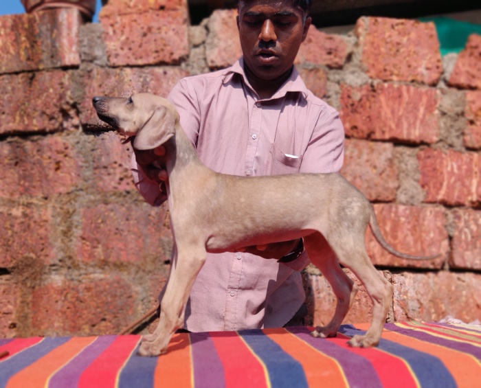 DogsIndia.com - Caravan Hound - Tejas - Resolute Kennel