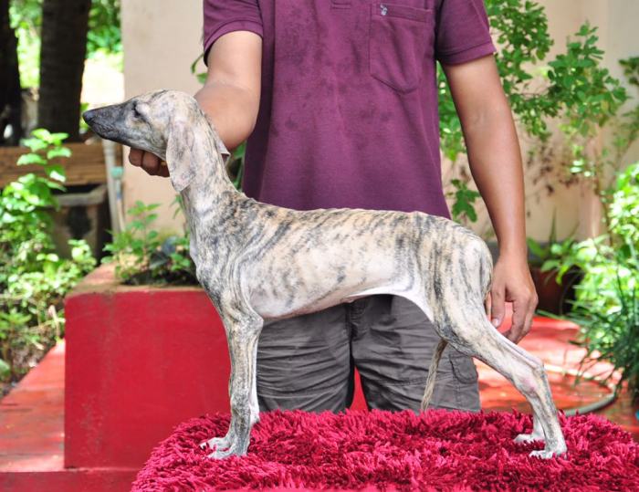 DogsIndia.com - Caravan Hound - Zoi Kennel