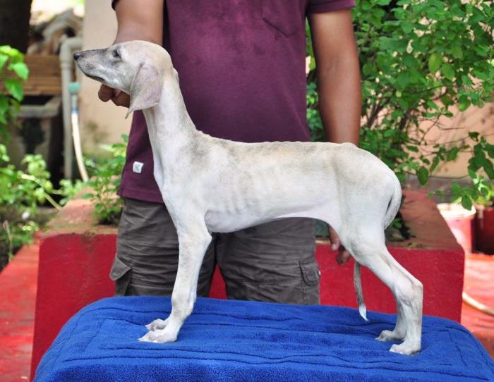 DogsIndia.com - Caravan Hound - Zoi Kennel