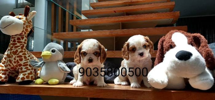 DogsIndia.com - Cavalier King Charles Spaniel - Sanrams