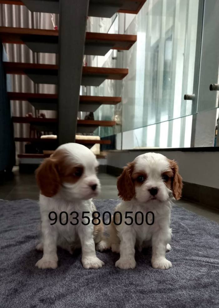 DogsIndia.com - Cavalier King Charles Spaniel - Sanrams