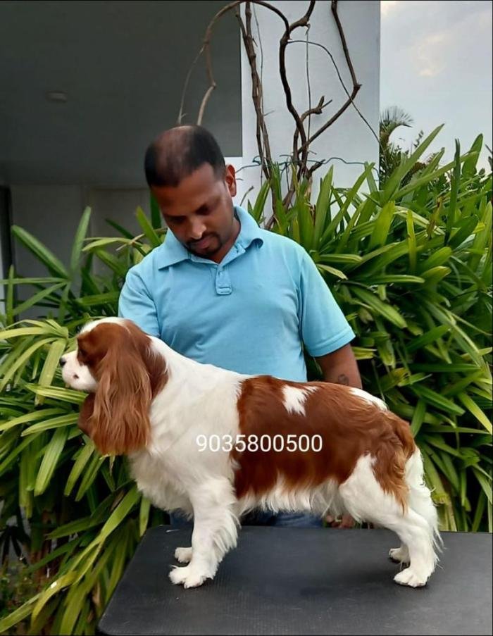 DogsIndia.com - Cavalier King Charles Spaniel - Sanrams