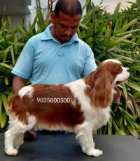 DogsIndia.com - Cavalier King Charles Spaniel - Sanrams