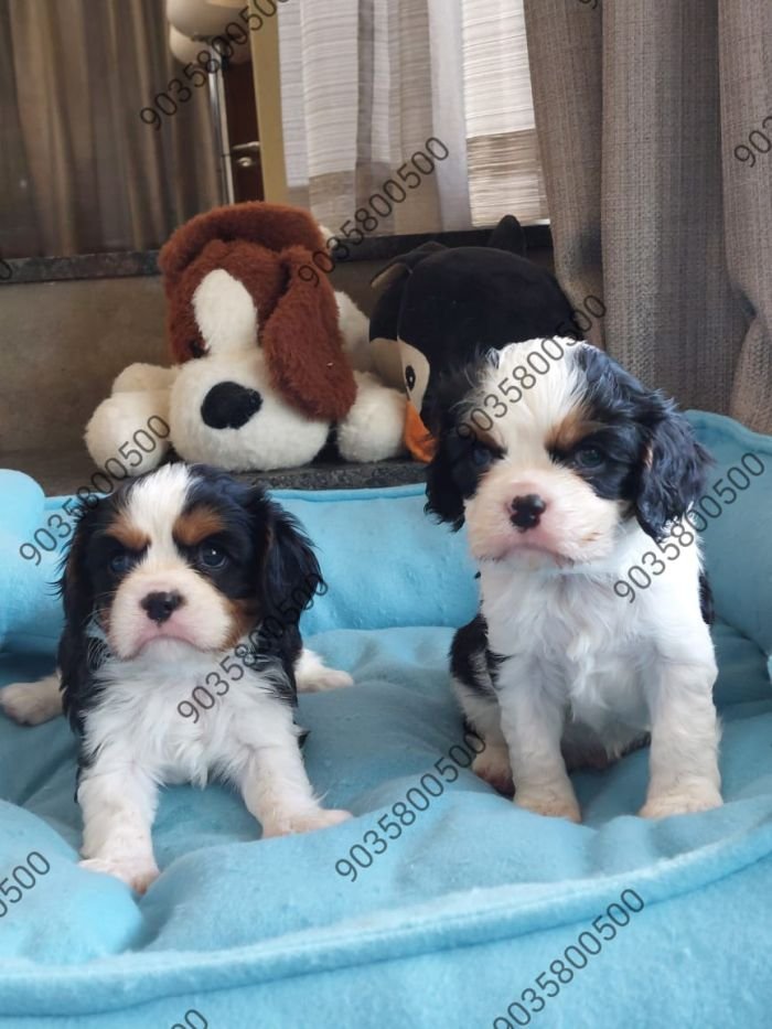 DogsIndia.com - Cavalier King Charles Spaniel - Sanrams