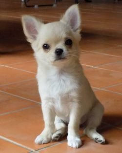 DogsIndia.com - Chihuahua Long Coat - Cream Passion Chihuahuas