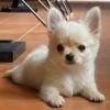 DogsIndia.com - Chihuahua Long Coat - Cream Passion Chihuahuas
