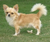 DogsIndia.com - Chihuahua Long Coat - Cream Passion Chihuahuas