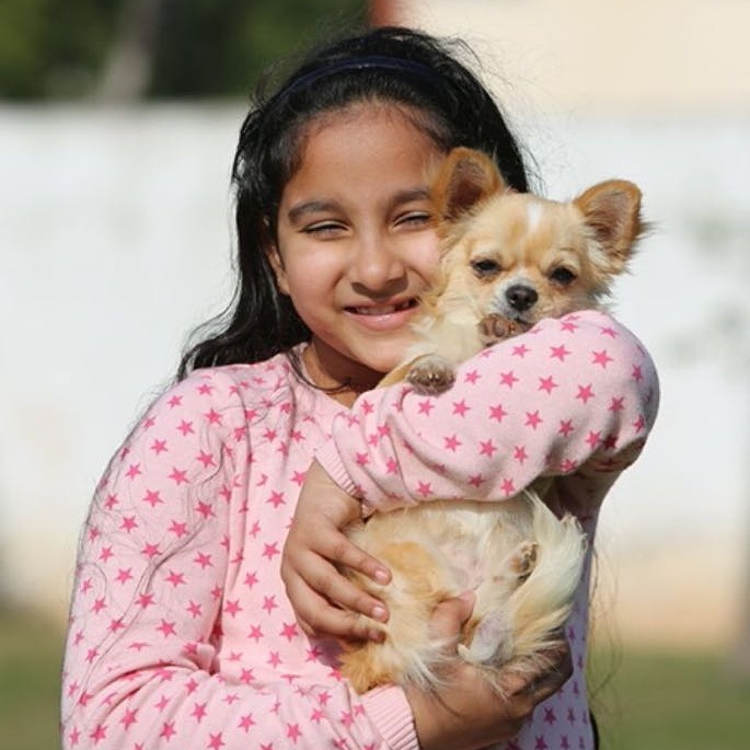 DogsIndia.com - Chihuahua Long Coat - Cream Passion Chihuahuas