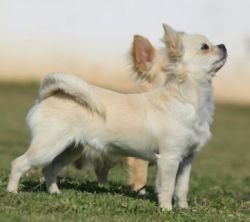 DogsIndia.com - Chihuahua Long Coat - Cream Passion Chihuahuas