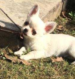 DogsIndia.com - Chihuahua Long Coat - Cream Passion Chihuahuas
