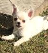 DogsIndia.com - Chihuahua Long Coat - Cream Passion Chihuahuas