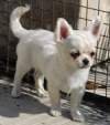 DogsIndia.com - Chihuahua Long Coat - Cream Passion Chihuahuas