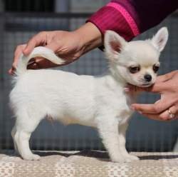 DogsIndia.com - Chihuahua Long Coat - Cream Passion Chihuahuas