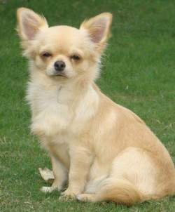 DogsIndia.com - Chihuahua Long Coat - Cream Passion Chihuahuas