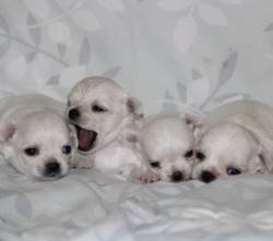 DogsIndia.com - Chihuahua Long Coat - Cream Passion Chihuahuas