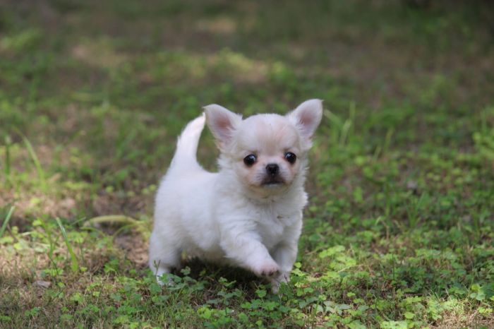 DogsIndia.com  Chihuahua Long Coat  Cream Passion Chihuahuas