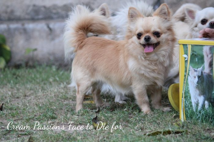 DogsIndia.com  Chihuahua Long Coat  Cream Passion Chihuahuas