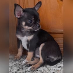 DogsIndia.com - Chihuahua Smooth Coat - Dayspring - Prasanna