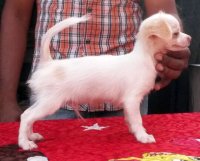 DogsIndia.com - Chihuahua Long Coat - Pradeep