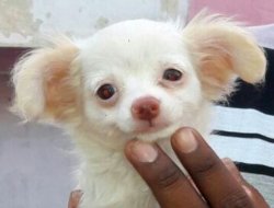 DogsIndia.com - Long Coat Chihuahua - Pradeep