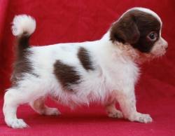 DogsIndia.com - Chihuahua Long Coat - Pradeep Madura