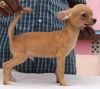 DogsIndia.com - Chihuahua Smooth Coat - Pradeep Madura