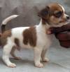 DogsIndia.com - Chihuahua Smooth Coat - Pradeep Madura