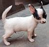 DogsIndia.com - Chihuahua - Pradeep Madura