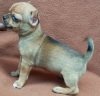 DogsIndia.com - Chihuahua Long Coat - Pradeep Madura