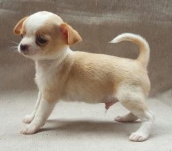 DogsIndia.com - Chihuahua Smooth Coat - Pradeep