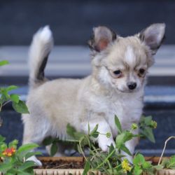 DogsIndia.com - Chihuahua - Sunflames - Rajan