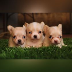 DogsIndia.com  Chihuahua  Sunflames  Rajan