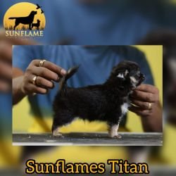 DogsIndia.com  Chihuahua  Sunflames  Rajan