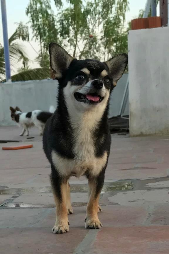 DogsIndia.com - Chihuahua - Sunflames - Rajan