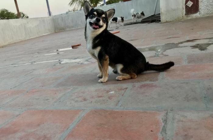 DogsIndia.com - Chihuahua - Sunflames - Rajan