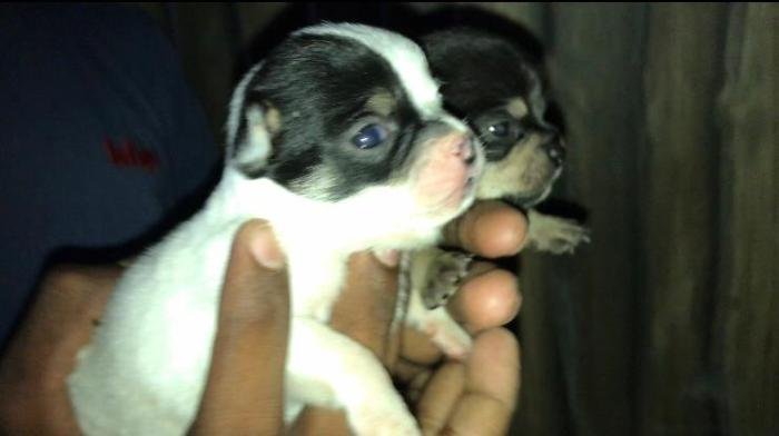 DogsIndia.com - Chihuahua - Sunflames - Rajan