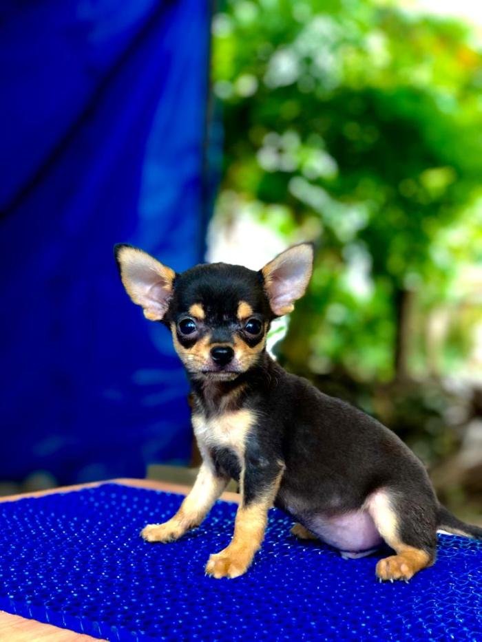 DogsIndia.com - Chihuahua - Sunflames - Rajan