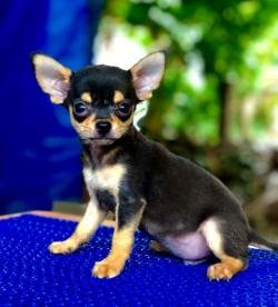 DogsIndia.com - Chihuahua - Sunflames - Rajan