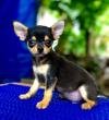 DogsIndia.com - Chihuahua - Sunflames - Rajan