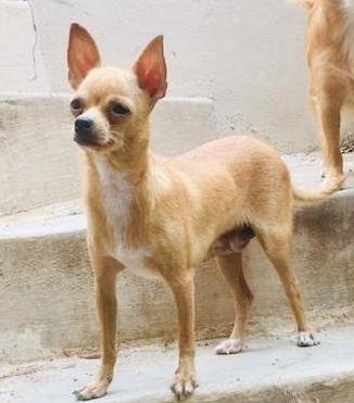 DogsIndia.com - Chihuahua - Sunflames - Rajan