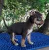 DogsIndia.com - Chihuahua - Sunflames - Rajan
