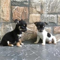 DogsIndia.com - Chihuahua - Sunflames - Rajan
