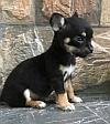 DogsIndia.com - Chihuahua - Sunflames - Rajan