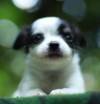 DogsIndia.com - Chihuahua - Sunflames - Rajan